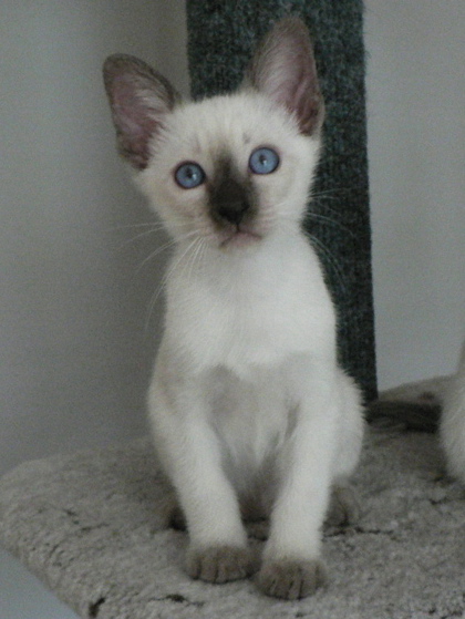 kenkone