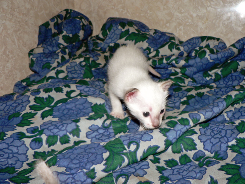 pentu 4