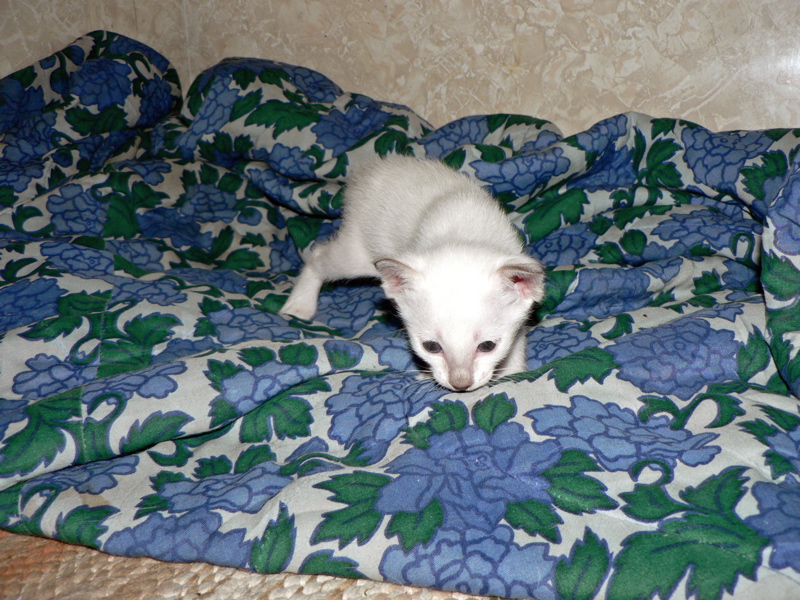 pentu 5