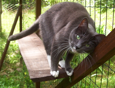 hedda