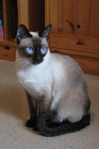 Mokita sits
