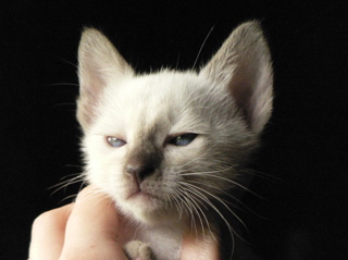 Majula01